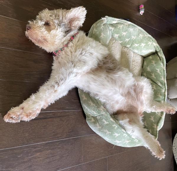 /Images/uploads/The Murphee and Sugar Angel Foundation/murpheeandsugar-pet-photo-contest-fundraiser/entries/27735thumb.jpg